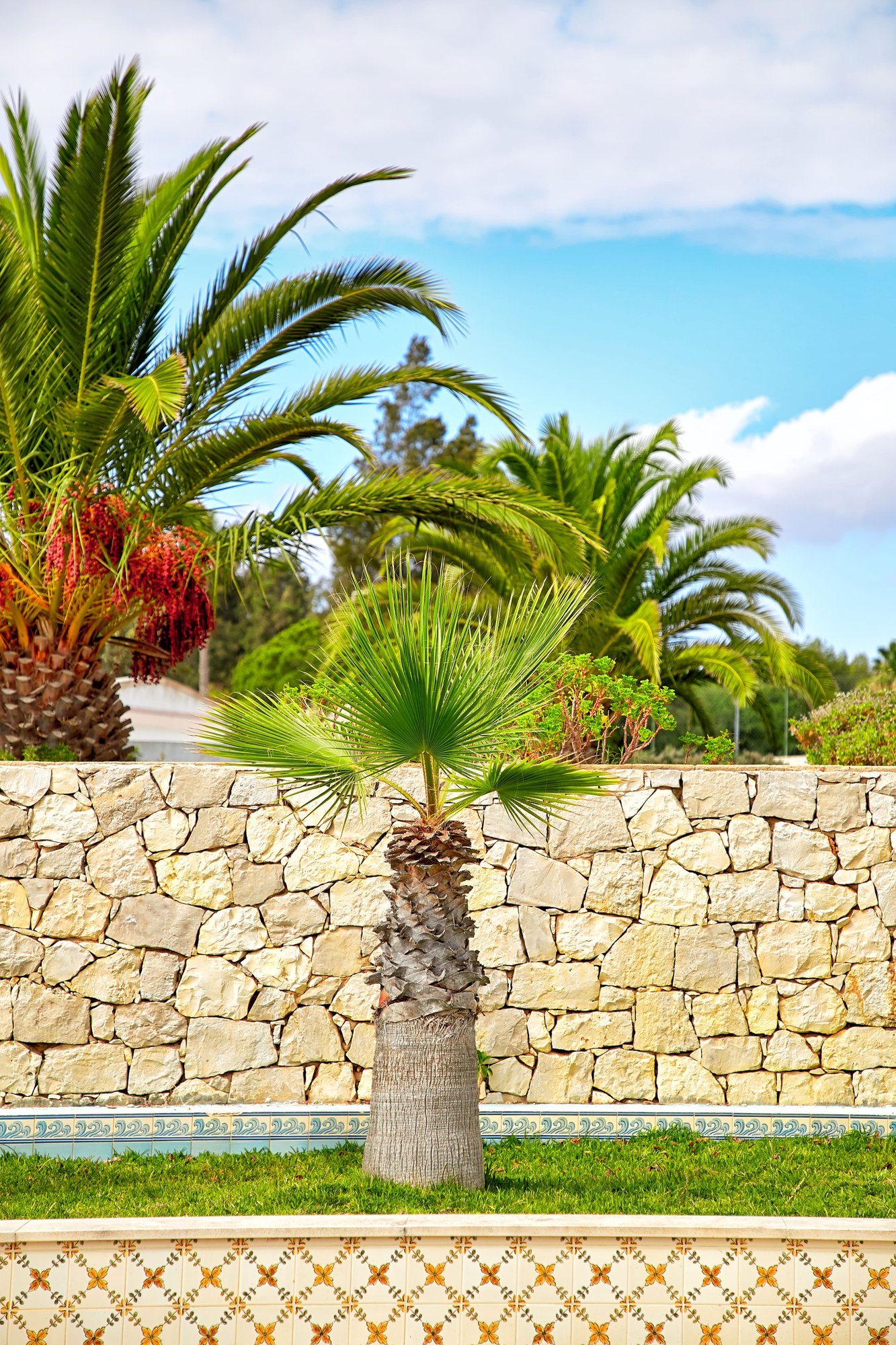 Palmera con un muro de piedra artificial al fondo